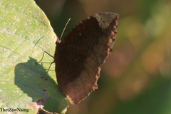 Elymnias hypermnestra undularis