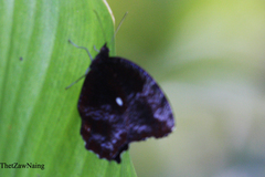 Elymnias hypermnestra undularis