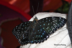 Dichorragia nesimachus nesimachus