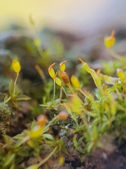 Microbryum davallianum