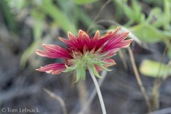 Gaillardia amblyodon