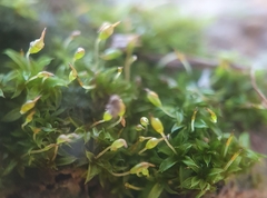 Microbryum davallianum