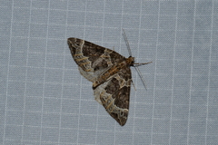 Ecliptopera silaceata