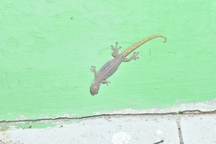 Hemiphyllodactylus typus
