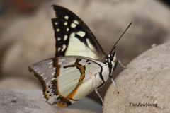Polyura eudamippus