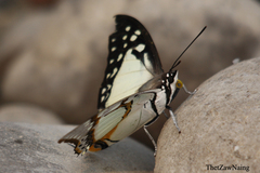 Polyura eudamippus