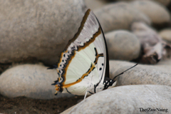 Polyura eudamippus