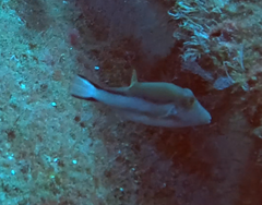 Canthigaster capistrata