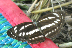 Neptis sappho astola