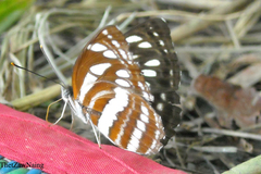 Neptis sappho astola