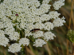 Pseudomops neglectus