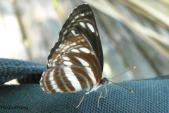 Neptis clinia susruta
