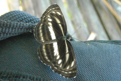 Neptis clinia susruta