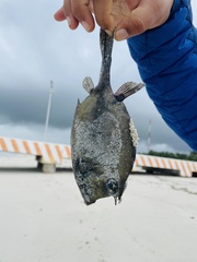 Acanthostracion polygonium