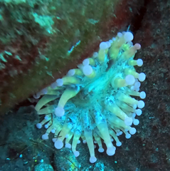 Telmatactis cricoides