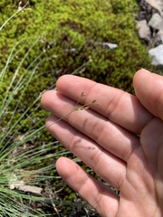 Bulbostylis capillaris