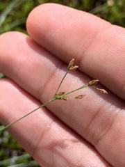 Bulbostylis capillaris