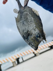 Acanthostracion polygonium