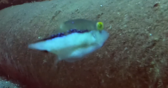 Canthigaster capistrata