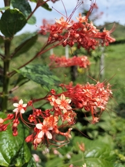 Clerodendrum paniculatum