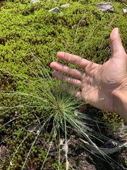 Bulbostylis capillaris