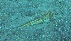 Uranoscopus scaber