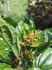 Clerodendrum paniculatum