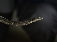 Trimorphodon quadruplex