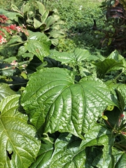 Clerodendrum paniculatum