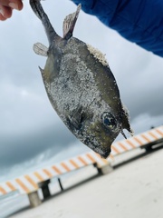 Acanthostracion polygonium