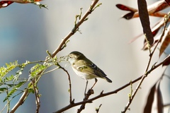 Phylloscopus inornatus