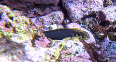 Ophioblennius atlanticus