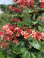 Clerodendrum paniculatum