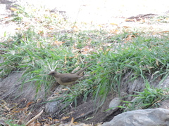 Turdus grayi