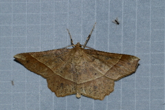 Euchlaena tigrinaria