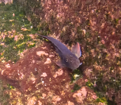 Ophioblennius atlanticus