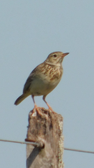 Anthus furcatus