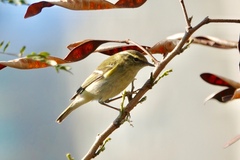 Phylloscopus inornatus