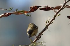 Phylloscopus inornatus