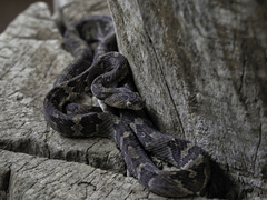 Trimorphodon quadruplex