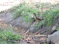 Turdus grayi