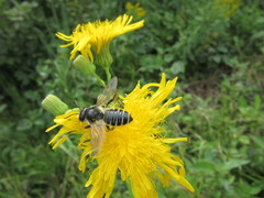 Megachile inermis