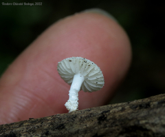 Oudemansiella