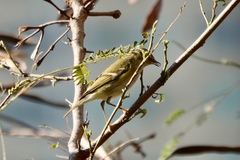 Phylloscopus inornatus