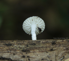 Oudemansiella