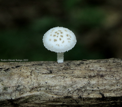 Oudemansiella