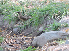 Turdus grayi
