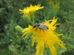Megachile inermis