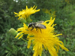Megachile inermis