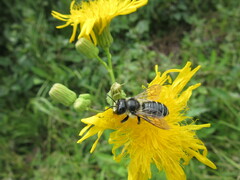 Megachile inermis